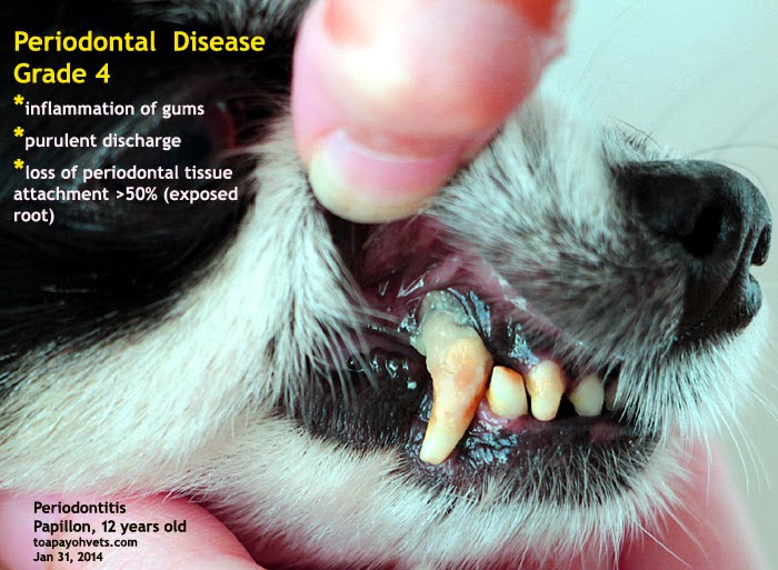 2010vets 1321. Periodontal Disease Grade 1 and 4 in 3 dogs