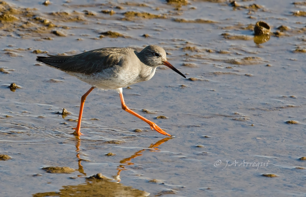 Archibebe comun, Tringa totanus, Common Redshank Archibebe comun, Tringa totanus, Common Redshank