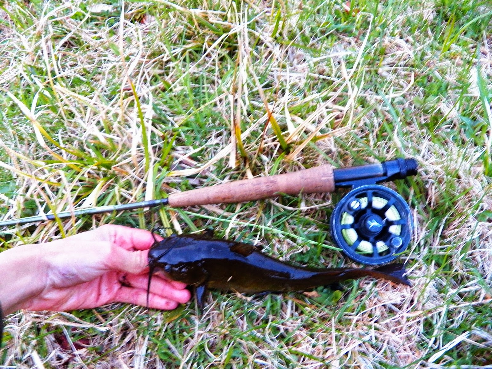 Connecticut Fly Angler Crafty Bottom Feeders