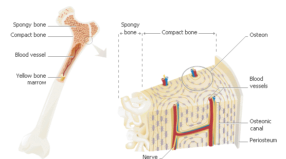 Human Anatomy | Science and Nature Blog's