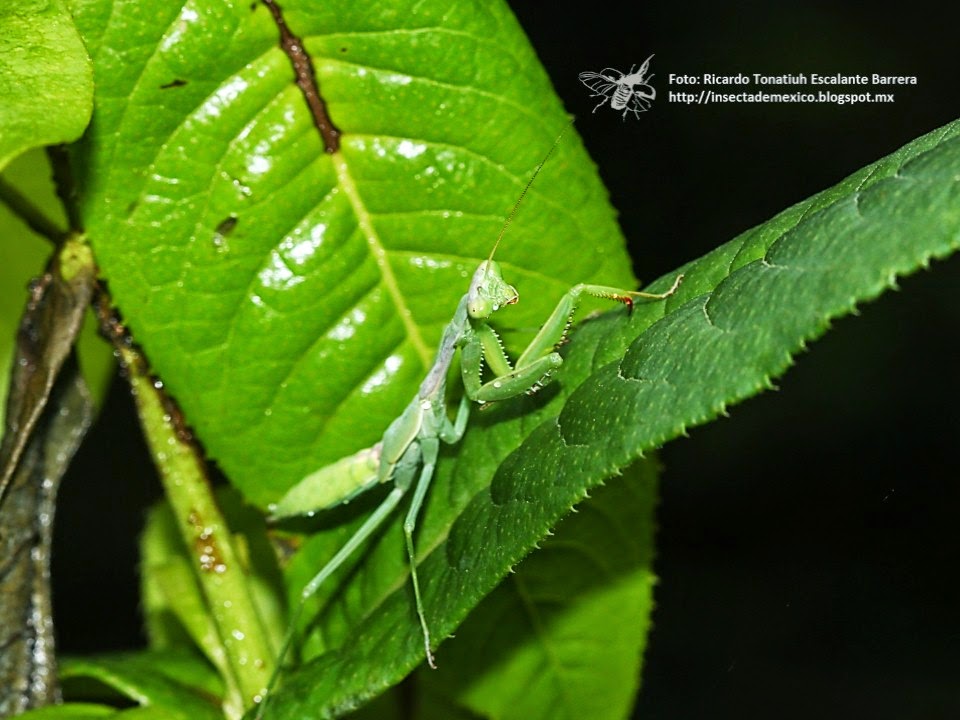 Insecta de México STAGMOMANTIS SP.