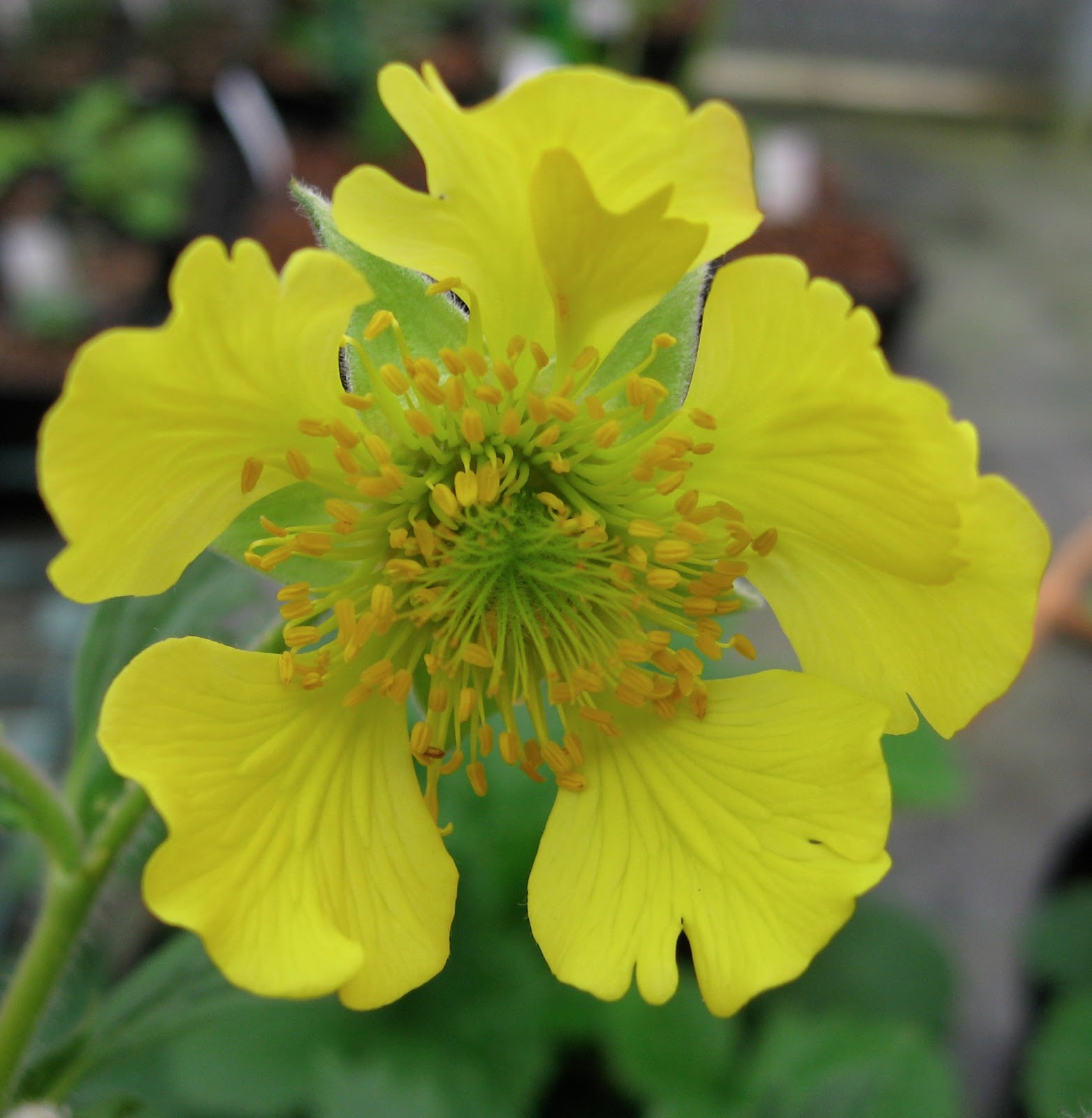 All about plants and more Glorious Geums