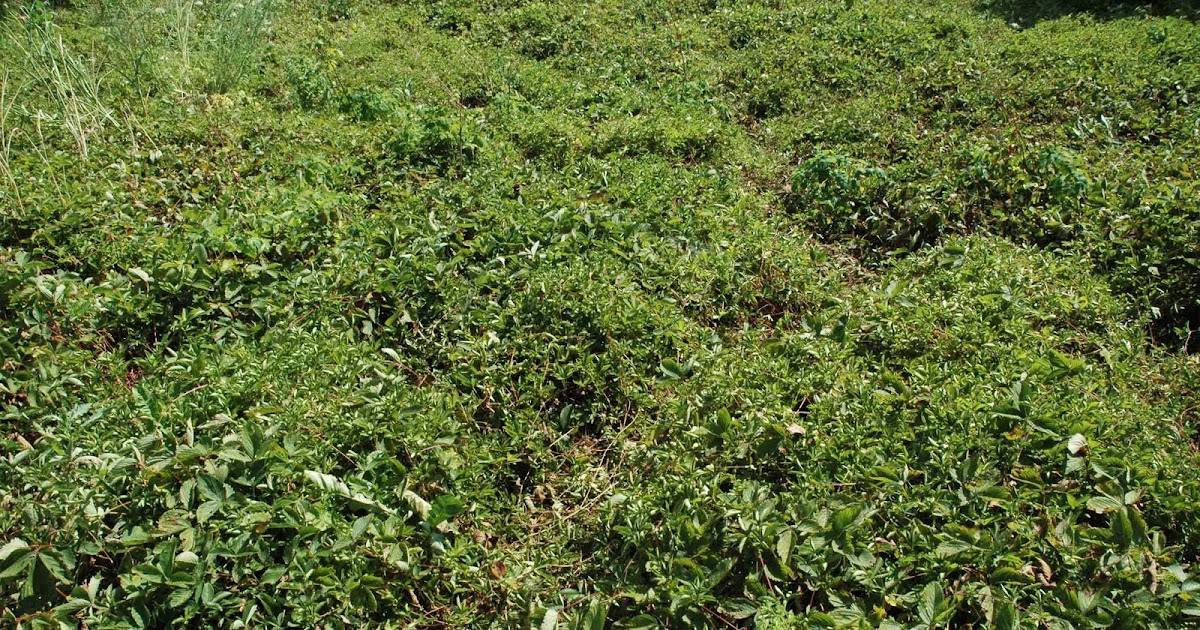 Lawnless Trials Goes Homesteading: Strawberry Ground cover for Front