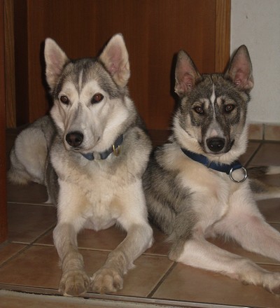 Schwarzbuch Hund Petwatch