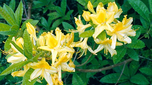 Rhododendron Photos Facts And Care Tips Dengarden