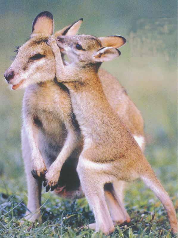 baby wallabies