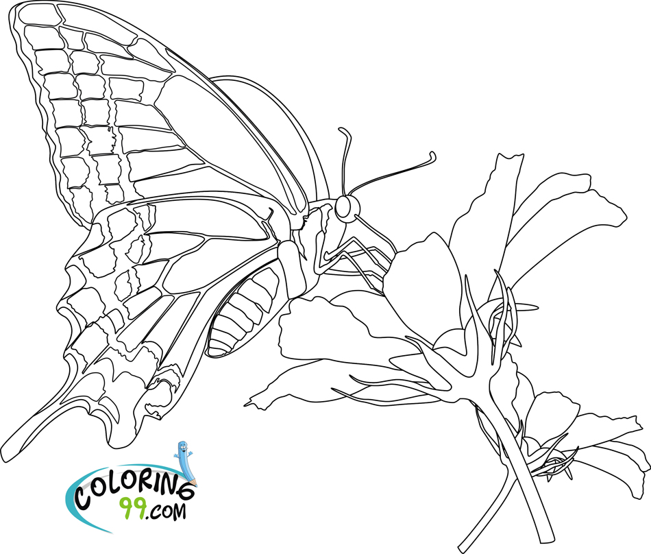 Butterfly Coloring Pages | Team colors