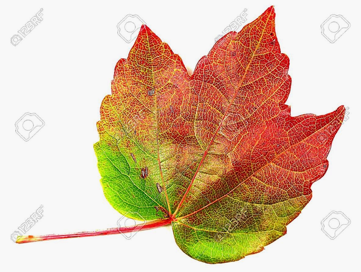 Autumn Mapple Leaf Stock Photo Picture And Royalty Free Image Autumn Mapple Leaf Stock Photo Picture And Royalty Free Image