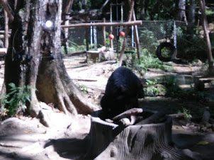 Bear rescue centre at Kuangsi Falls National park.