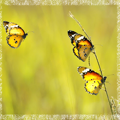 Photoshop Custom Border Photoshop Custom Border