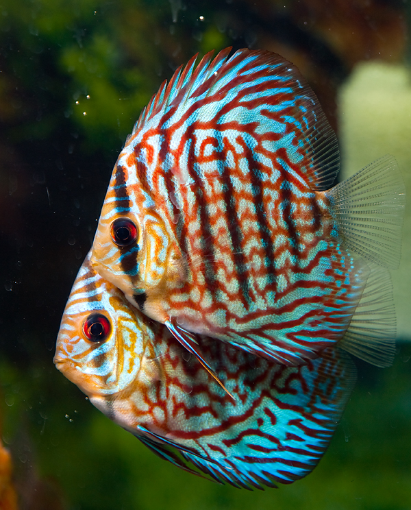 Discus