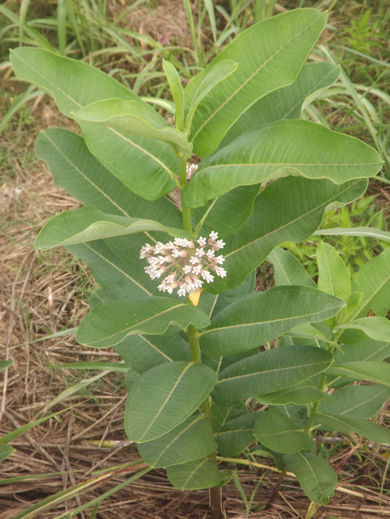 The Dewberry Blog COMMON MILKWEED Asclepias Syriaca, Perennial Forb/Herb