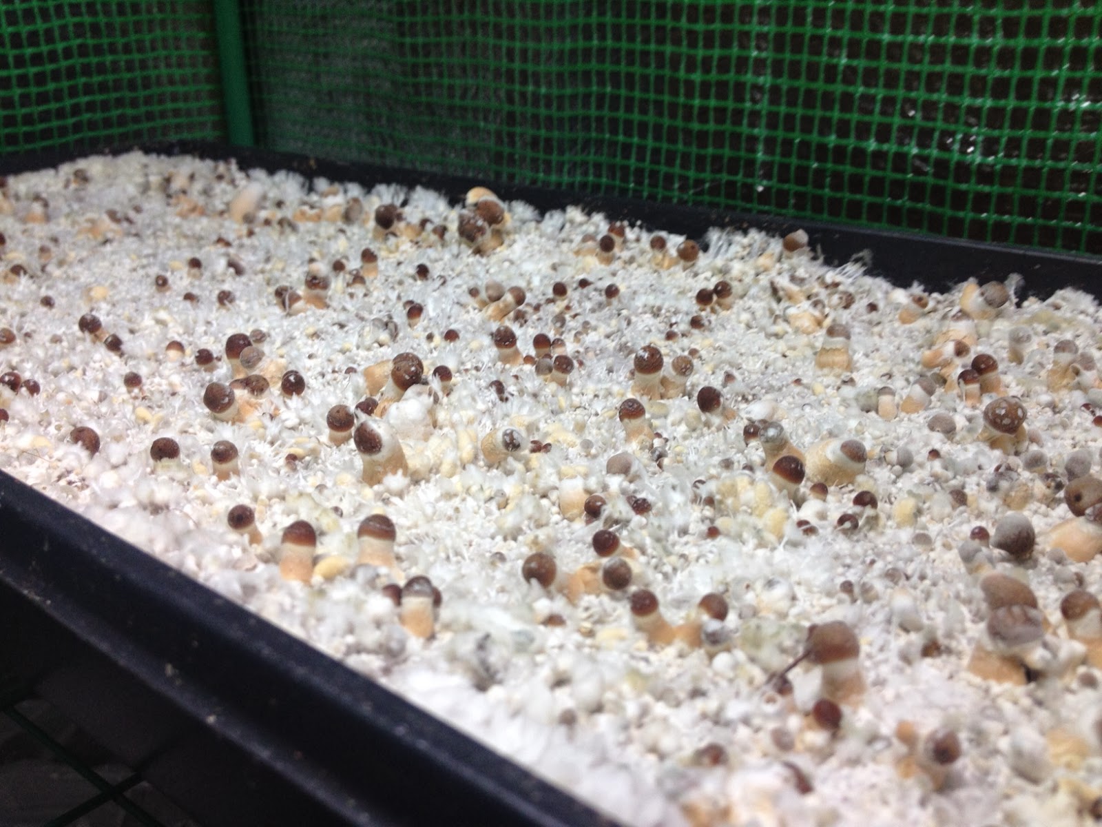 seed germination research paper Such five changes or steps occurring during seed germination are: (1) imbibition (2) respiration (3) effect of light on seed germination(4) research papers,. seed germination research paper Such five changes or steps occurring during seed germination are: (1) imbibition (2) respiration (3) effect of light on seed germination(4) research papers,.