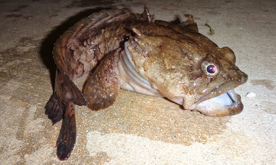 Ben Cantrell's fish species blog Return to FL part 1 duplex rental canal