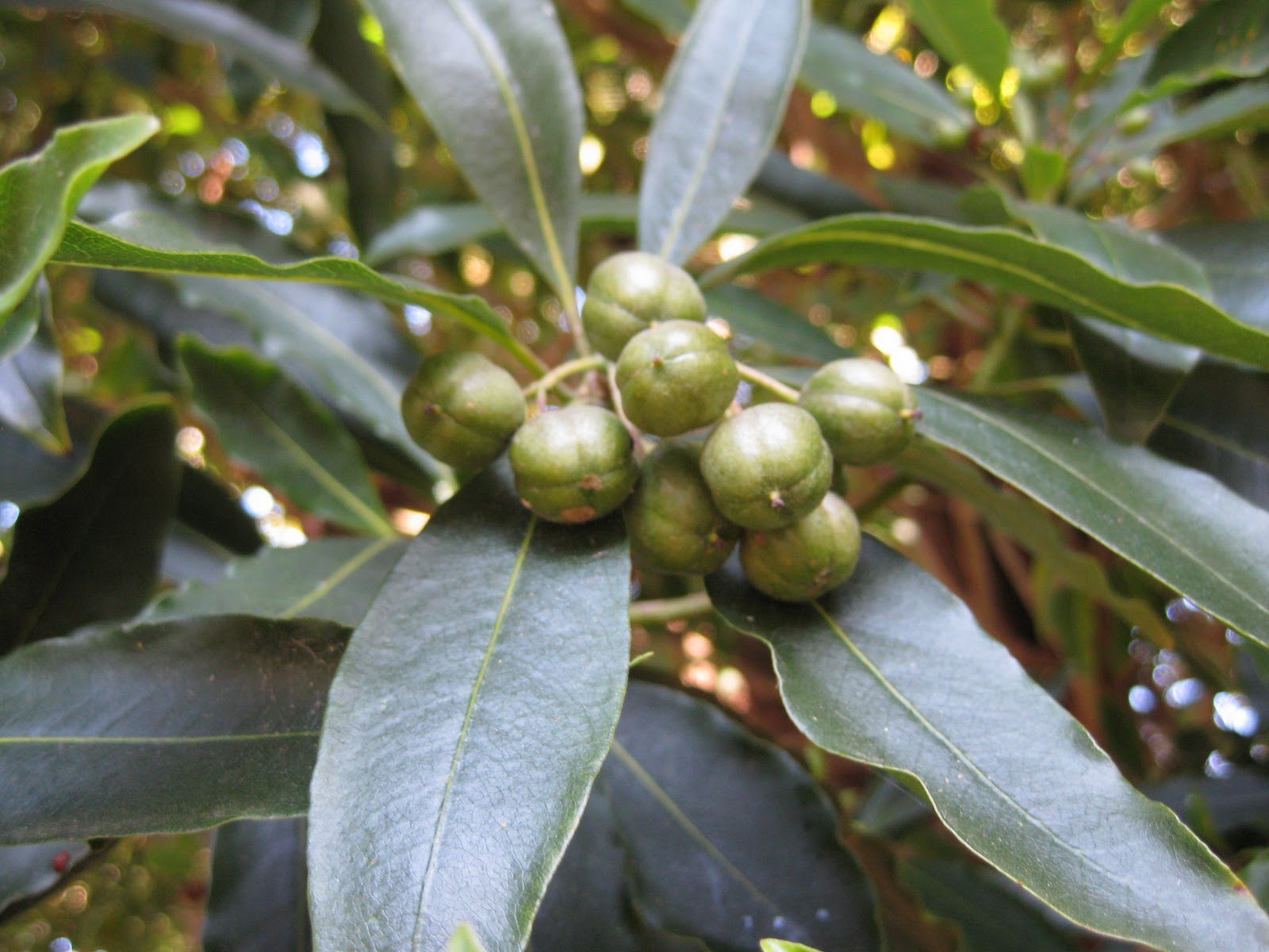 Trees Of Santa Cruz County Pittosporum Undulatum Victorian Box