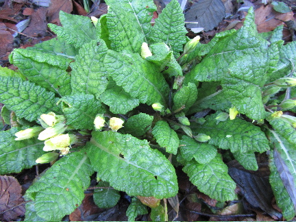 Drought Tolerant Yellow Bells For Warm Season Color
