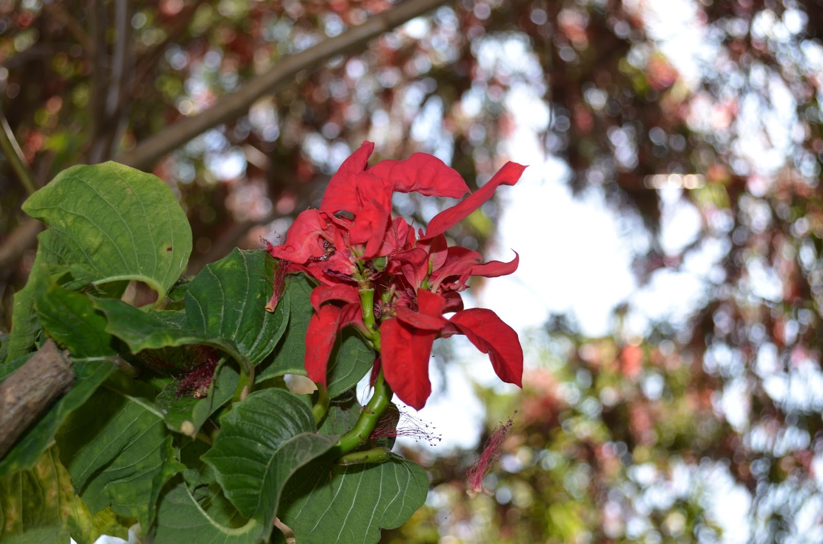 Just saying&hellip;: Flor de Nochebuena