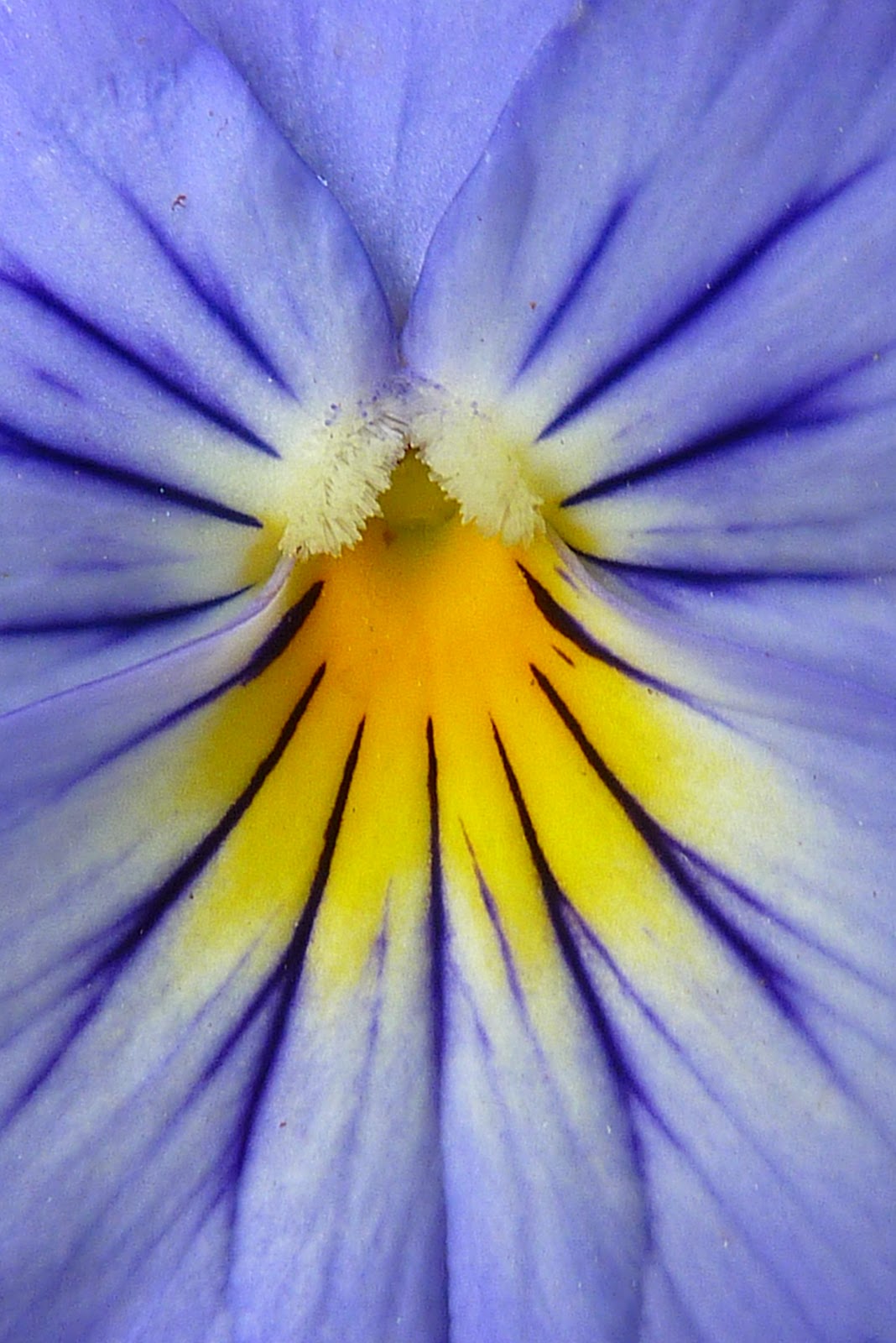 Piccalilli Pie Pollination Celebration
