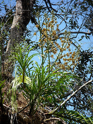 Wild Orchids Borneo