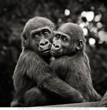 Deux amoureux autour du monde