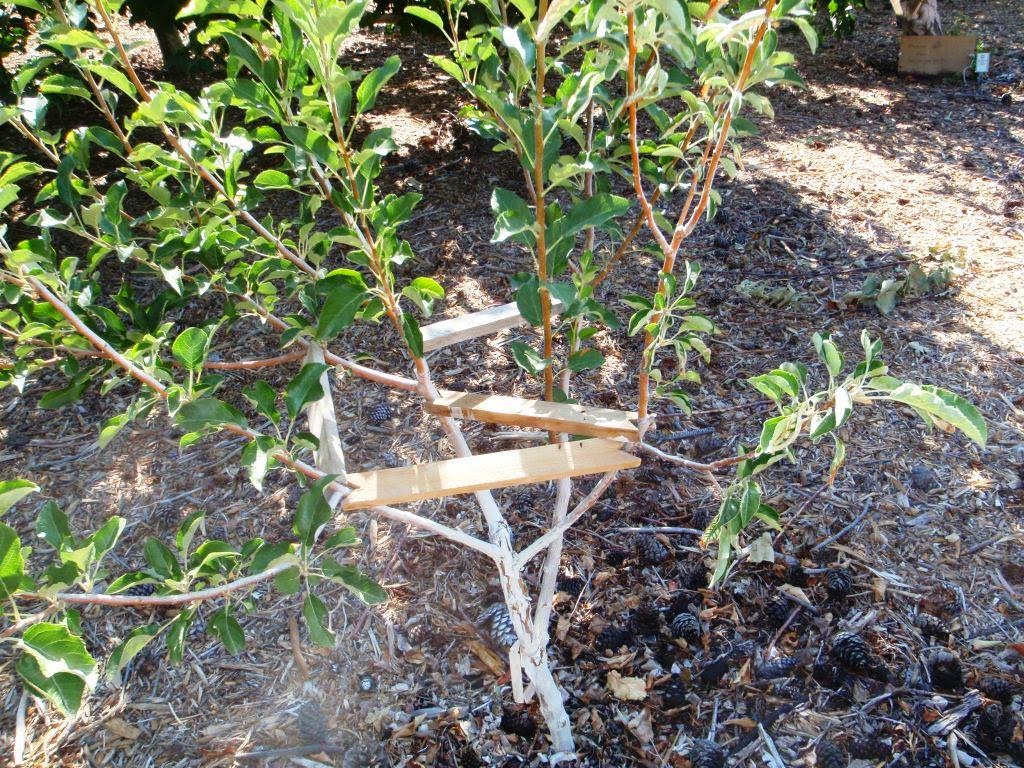 Xtremehorticulture of the Desert Using Limb Spreaders in Fruit Trees