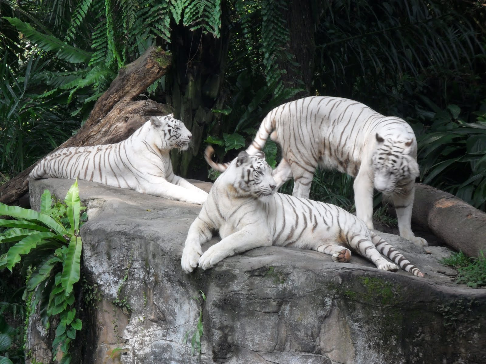 สถานที่ท่องเที่ยวสิงคโปร์ สวนสัตว์สิงคโปร์ Singapore Zoo