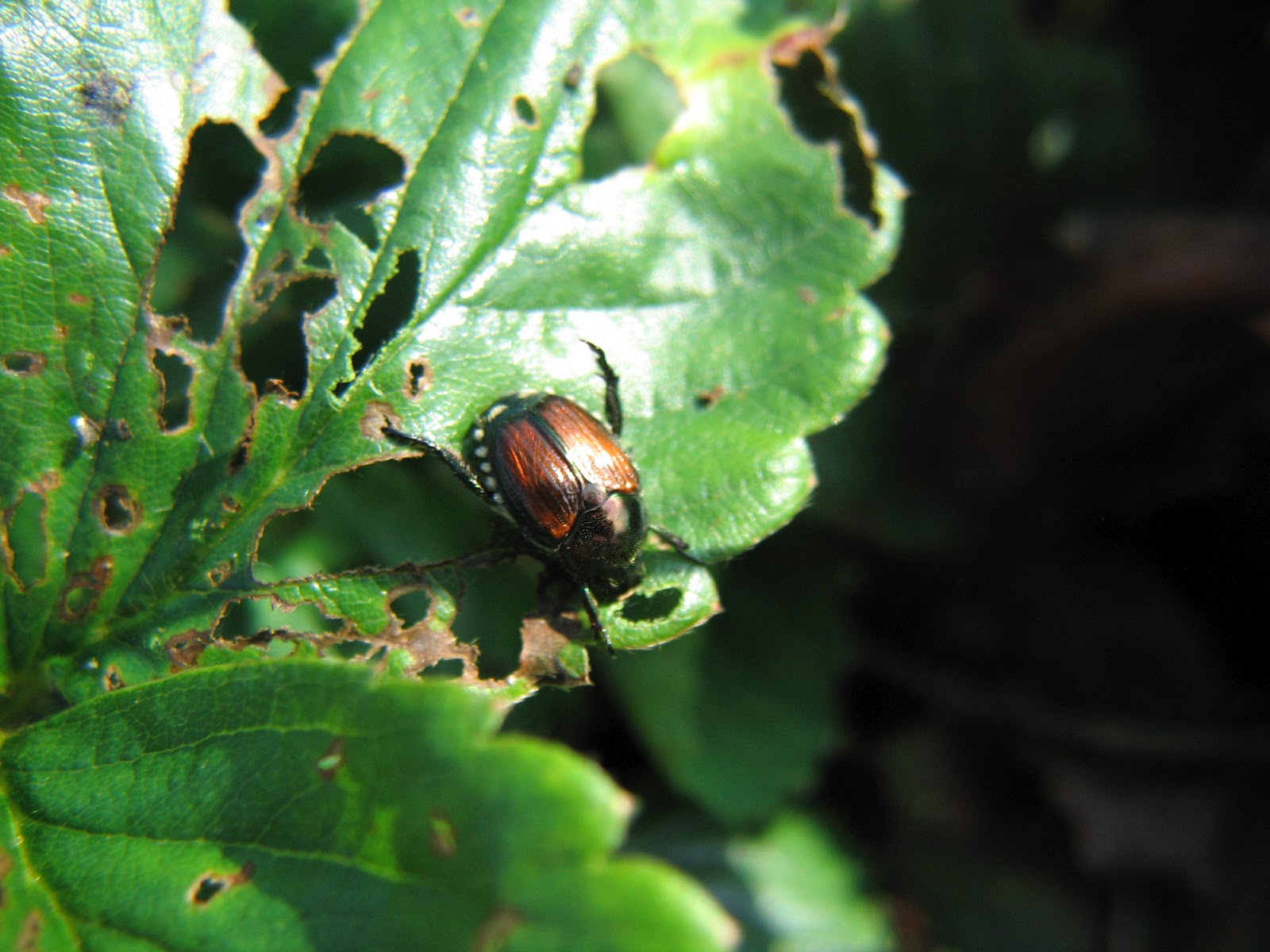 Joe's Garden Journal Japanese Beetle