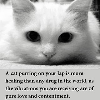 cat purrs as healing