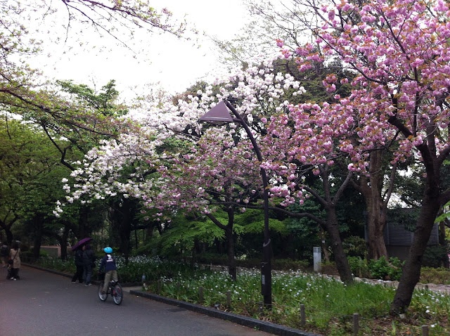 Ueno Park Tokyo Location Map,Location Map of Ueno Park Tokyo,Ueno Park Tokyo accommodation destinations attractions hotels map reviews photos pictures,attractions ueno park zoo cherry blossom autumn festival hours address,tourist map ueno koen park tourism