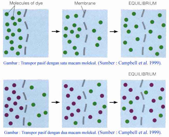 Kelompok 1 Biologi Proses Osmosis dan Transpor Aktif