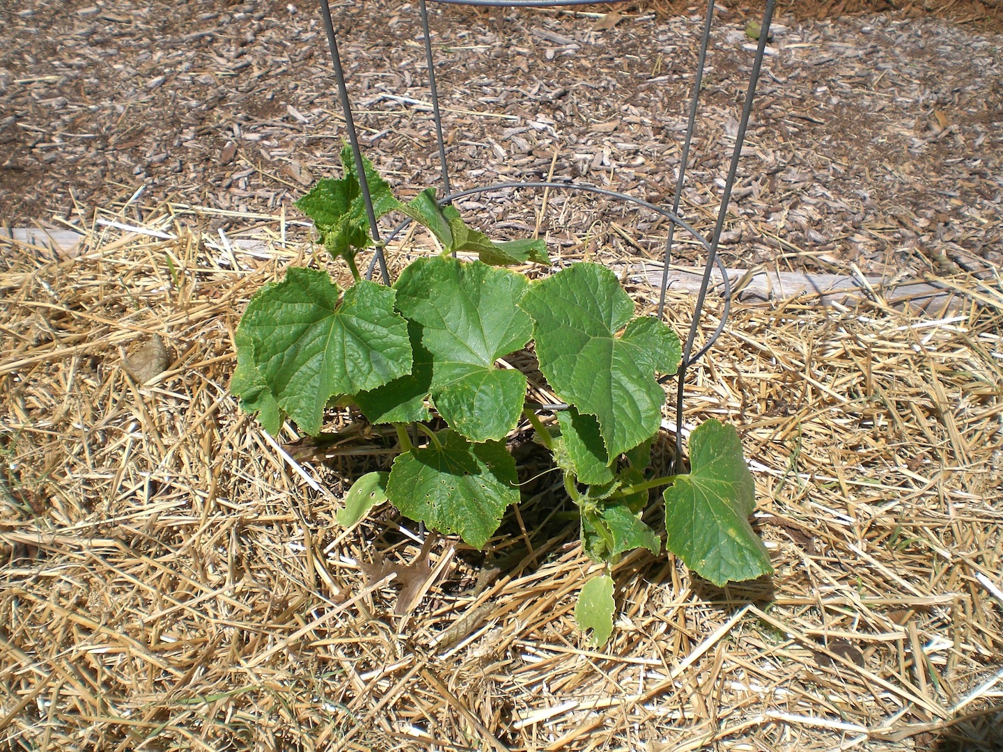 .09 Acres Mulch Ado About Nothing