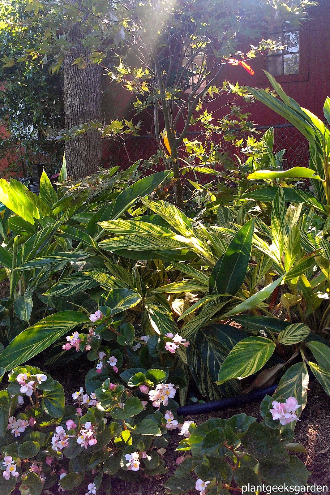 Shade Tropical Update