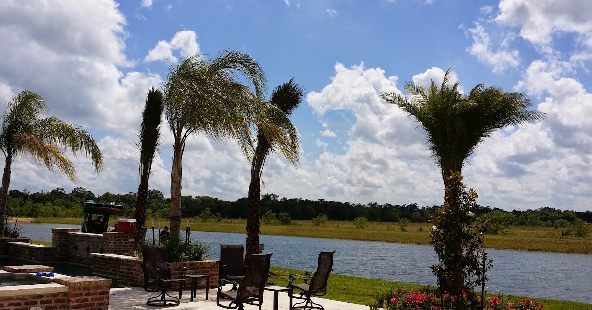 Cold Hardy Palm Trees in Houston Palm Trees Houston Wholesale Pricing on Palms Best Deals