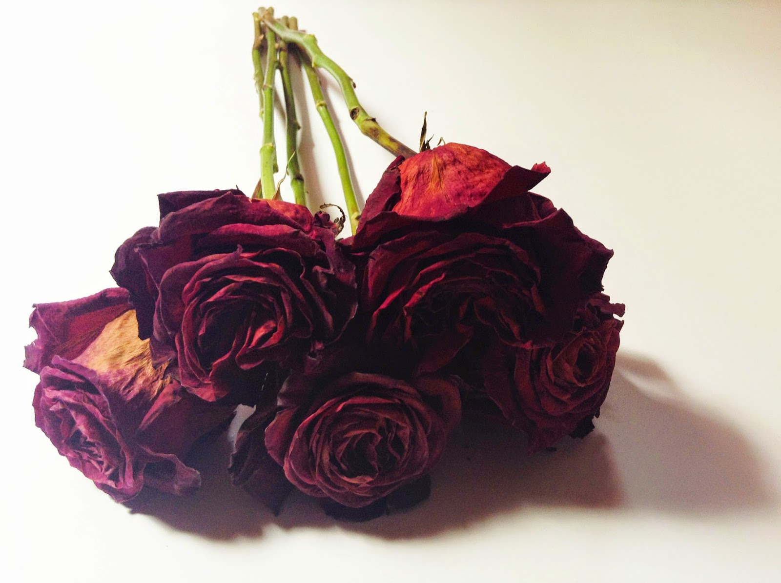 HHS Digital Photo Blog Zoey E Dead Roses