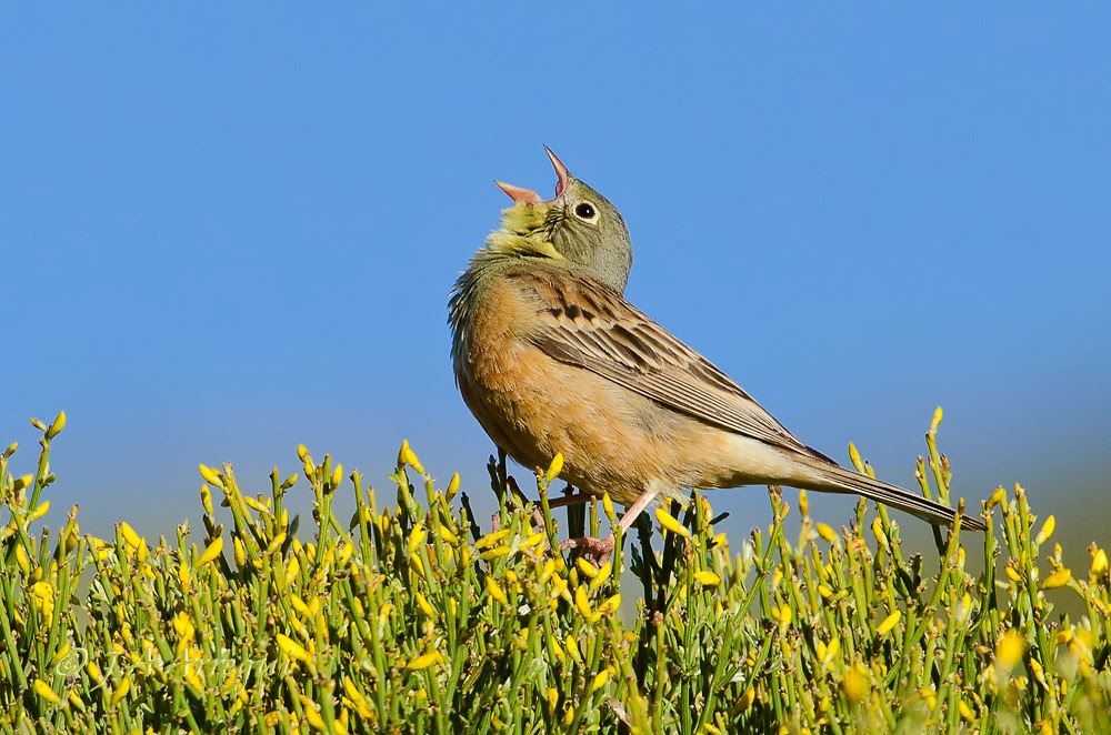 Escribano hortelano, Emberiza hortulana, Ortolan Bunting Escribano hortelano, Emberiza hortulana, Ortolan Bunting
