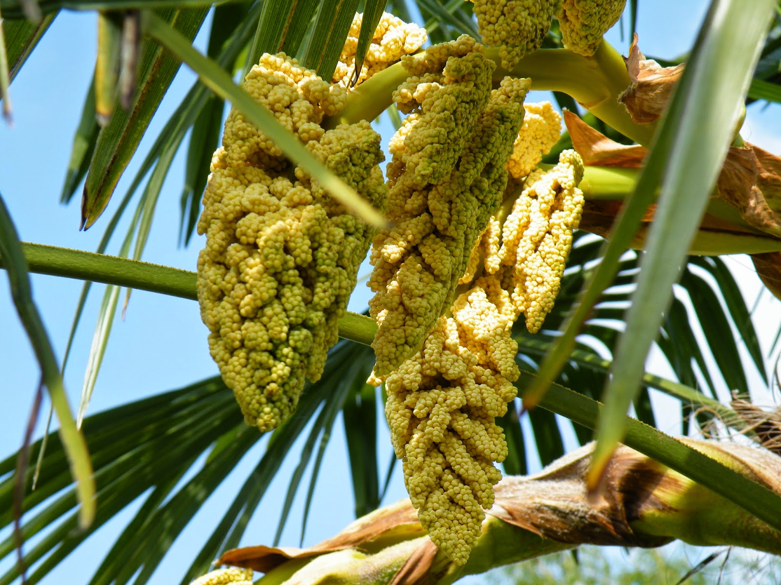 palmier fleurs jaunes