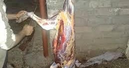 المدونة الإسلامية حكم أكل لحم الضبع