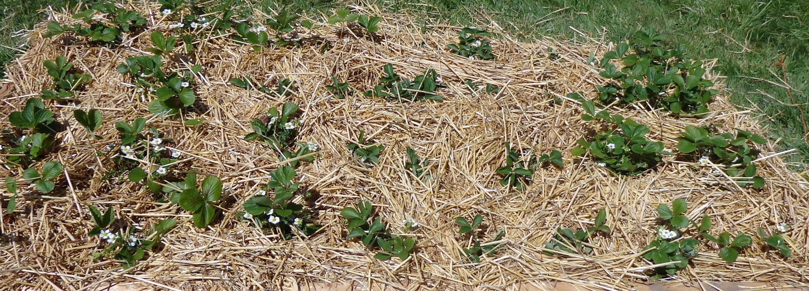 Growing Greener in the Pacific Northwest Strawberry Raised bed.