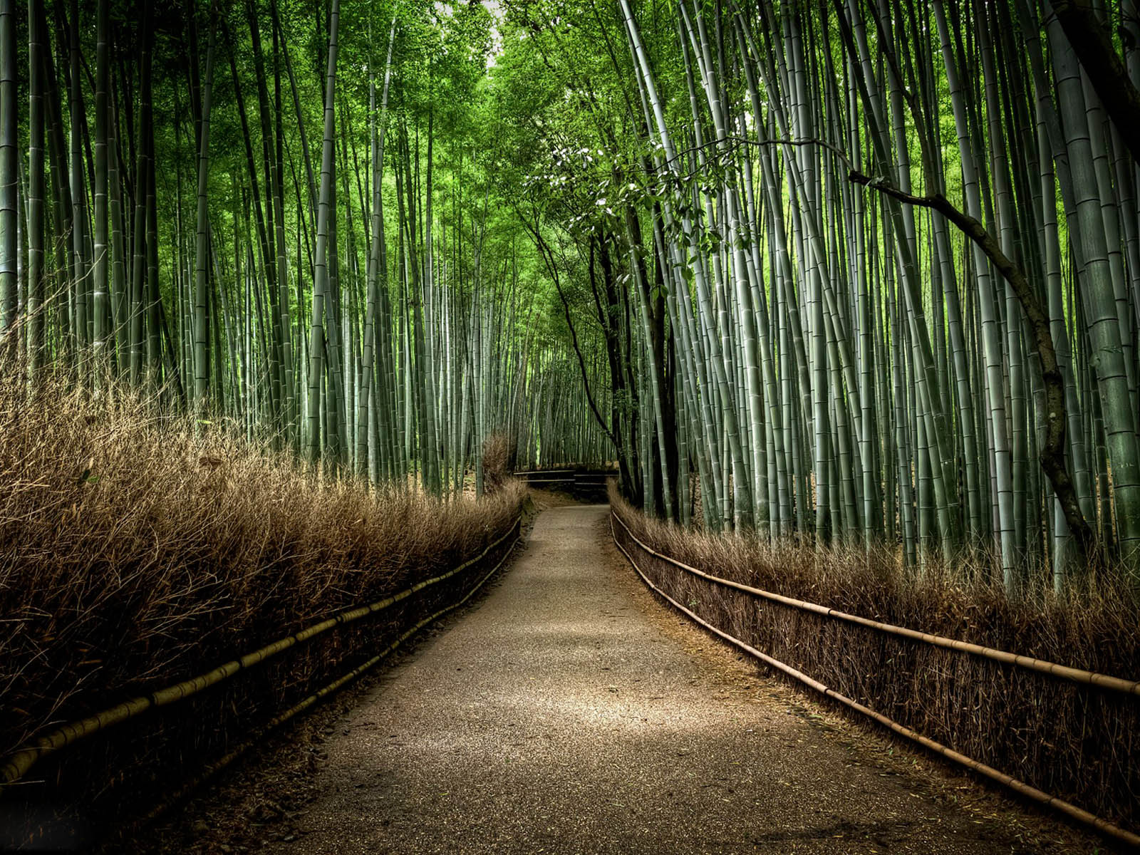 forest backround