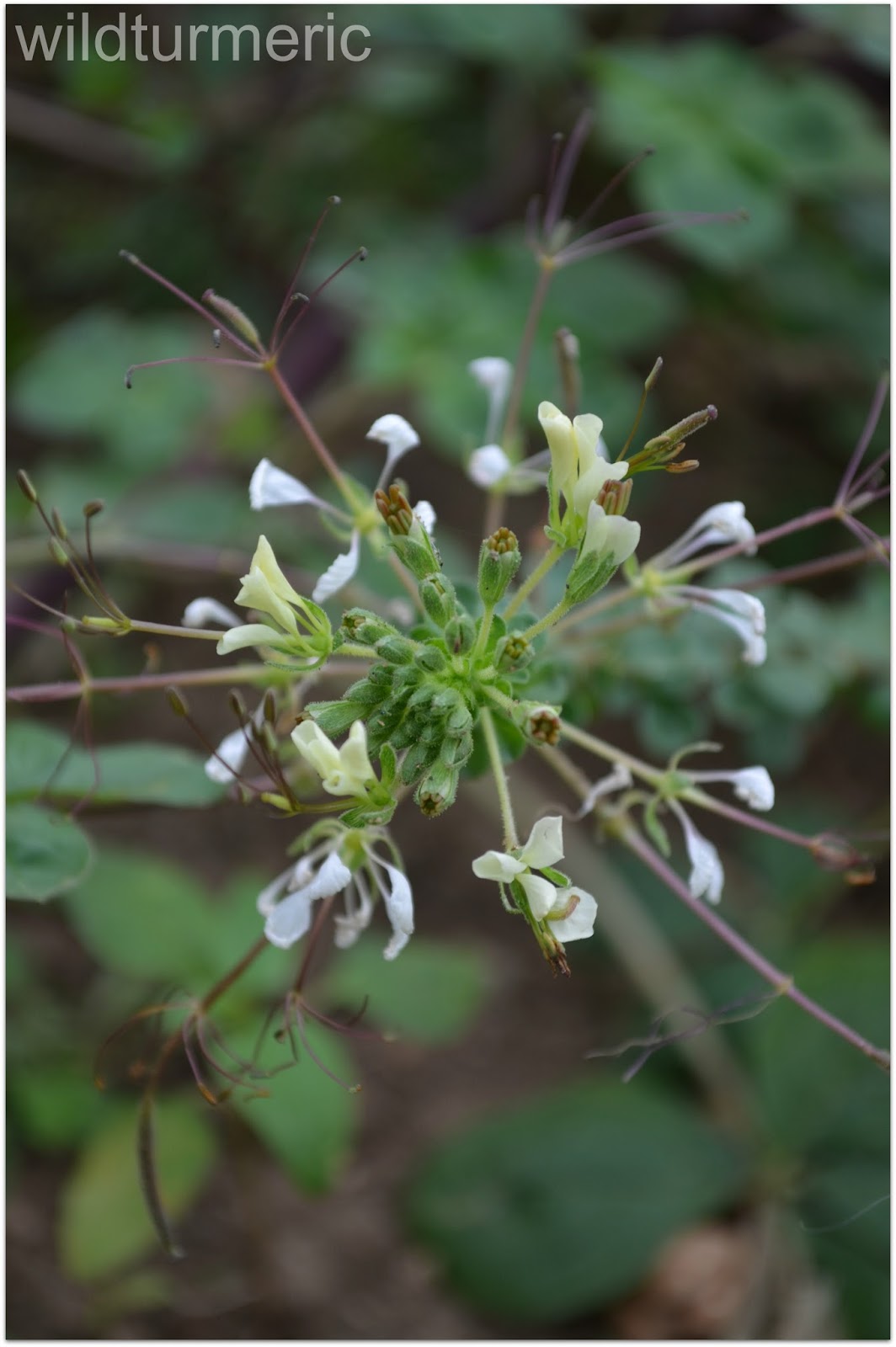 3 Top Medicinal Uses Of Cleome Gynandra Plant Nalvelai Ajagandha