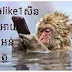 Funny Photo of a Pitty Monkey Make Phone Call from Inside the Water