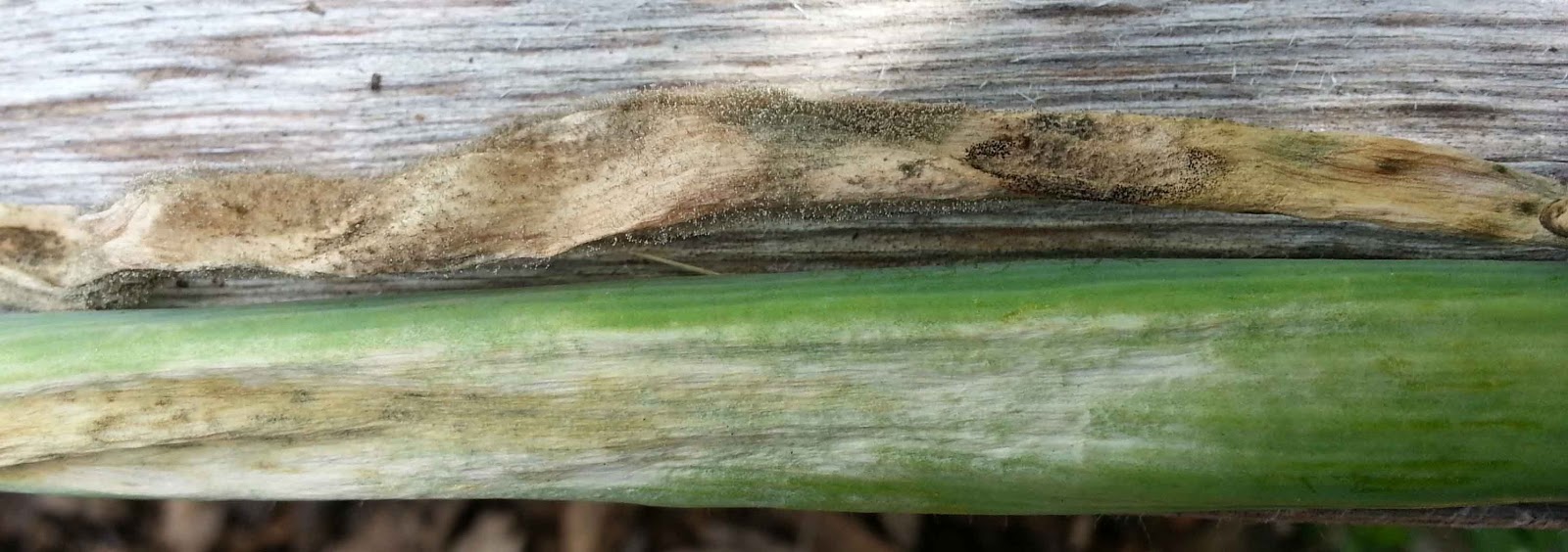 The Gardening Me Onion Update