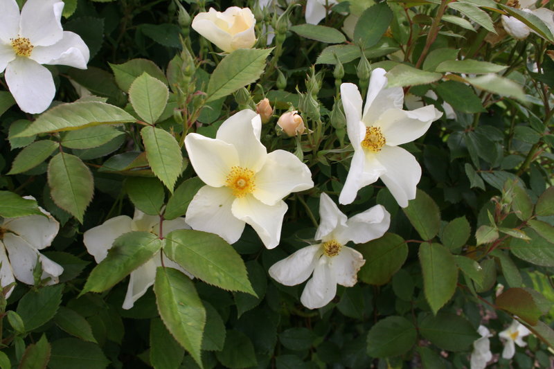 Roses of Richmond Rosa Kew Gardens