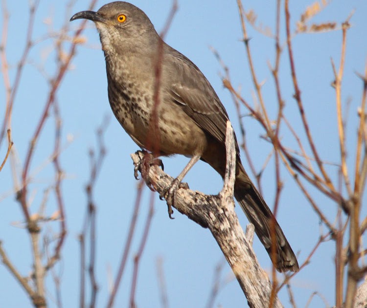 Northern Illinois Birder: Curve-billed Thrasher
