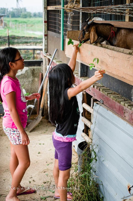 Feeding goats at Kahang Farm (Koref)