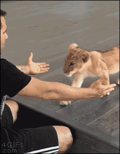 Amazing Creatures: Funny animal gifs - part 156 (10 gifs)