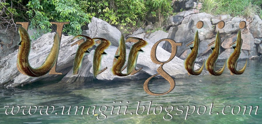 Unagiii-->Ikan Sidat Marmorata