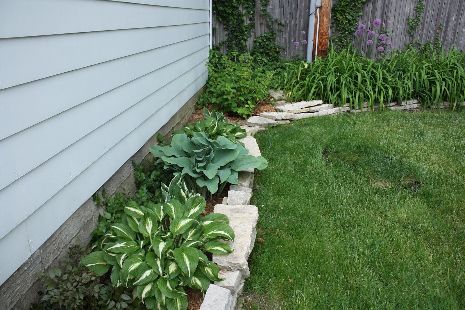 Talking To Plants Pruning The Overgrown Dappled Willow