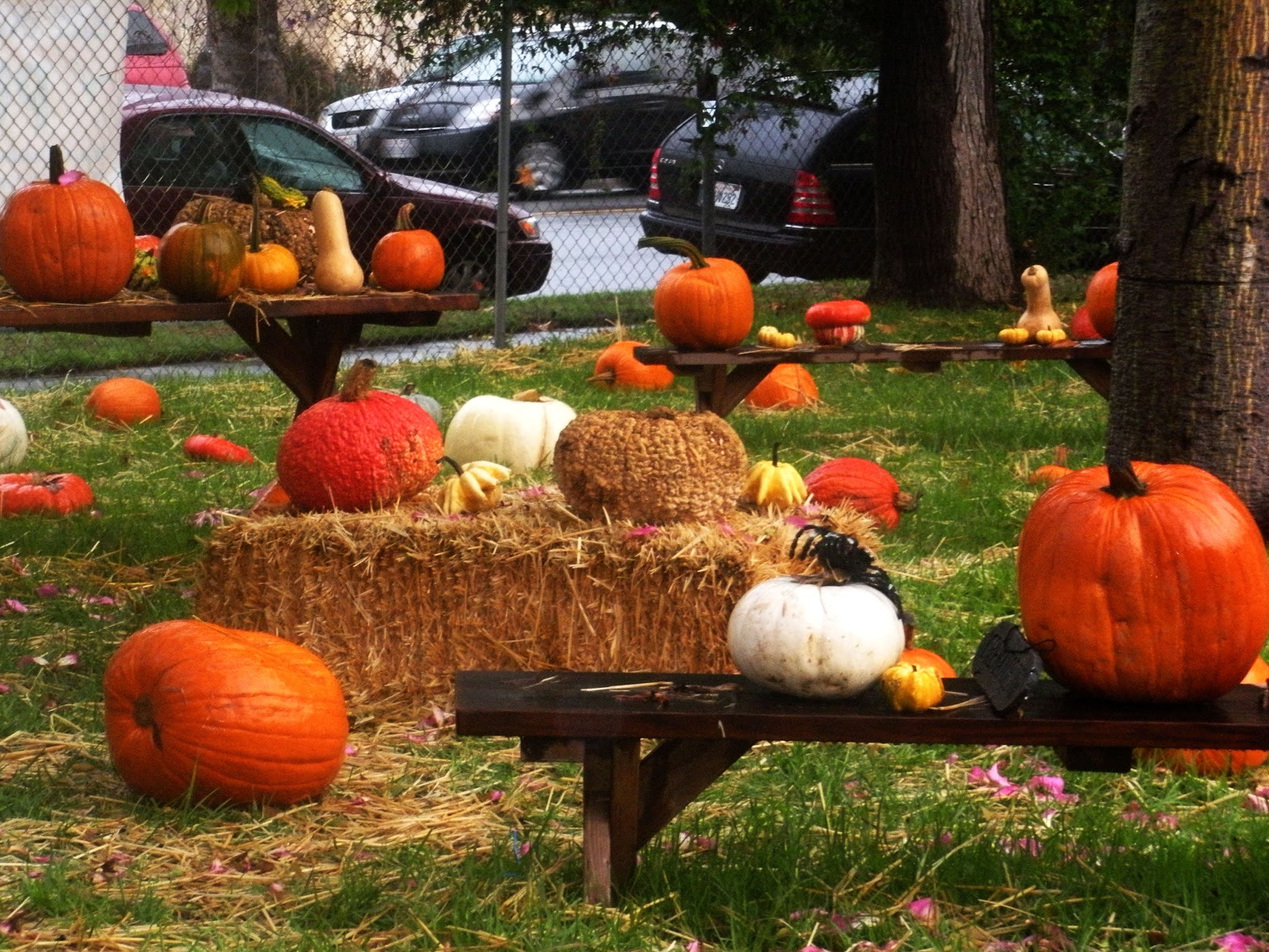 Afficher l’image source