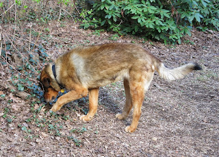 Theda digging a hole for her Dentastix, April 11, 2015, 9:26:01 AM